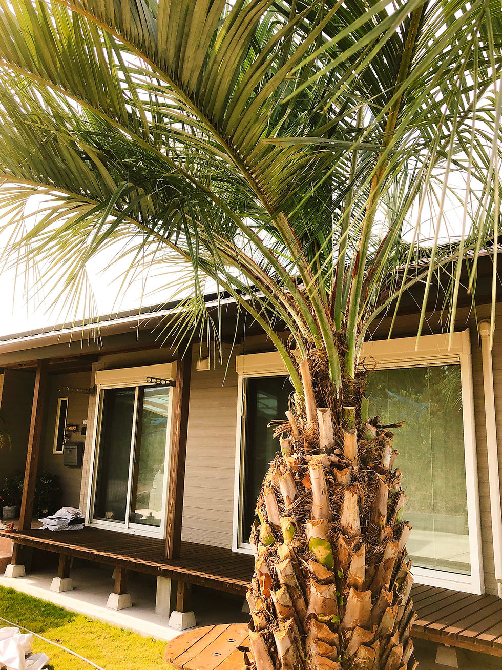 雲仙市吾妻町M様のココスヤシ