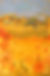 Copy of Hidden in the Sunflowers  24x36 