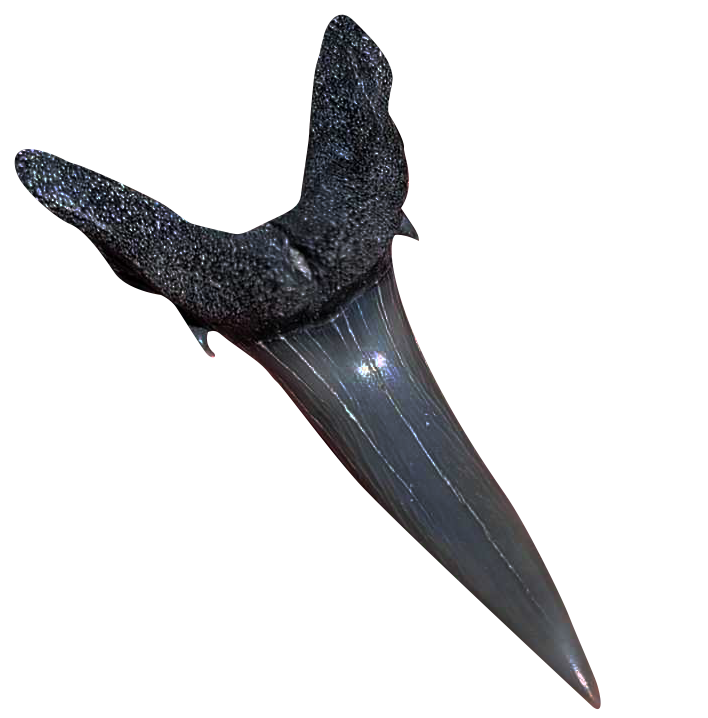 sharktooth2.png