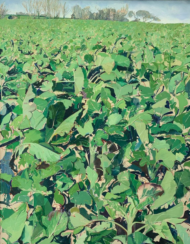 Louis Turpin, Brassica, 1979, oil, painting