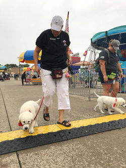 OUR PUPS TRAINING AT THE FAIR