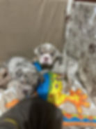 WhatsApp Image 2025-04-17 at 15.05.09 (1).jpeg