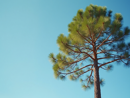 Discovering the Hidden Giants of the Forest: The Fascinating World of White Pines