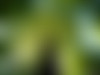 Types of Tree Pruning and Their Benefits