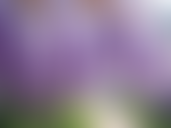 Discover the Enchanting Beauty of Japan's Ashikaga Flower Park Wisteria Wonderland
