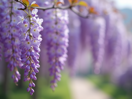 Discover the Enchanting Beauty of Japan's Ashikaga Flower Park Wisteria Wonderland