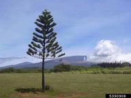 A Lone Auracacia Tree - Image Citation:Forest and Kim Starr, Starr Environmental, Bugwood.org