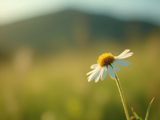 O Segredo Franciscano para uma Vida Leve em um Mundo Caótico