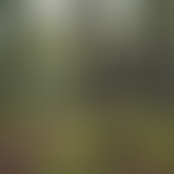 Espiritualidade Franciscana: Reflexões para uma Vida Simples | Caminhando com Francisco