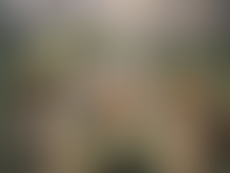 Os Animais Não Precisam Gritar Para Existir