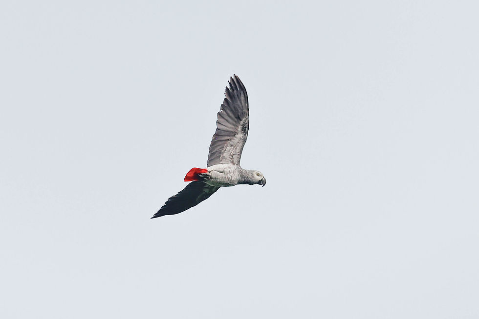African grey parrot in flight