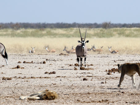 The Hunt: The Lion Pride, the Warthog and the Hornless Oryx