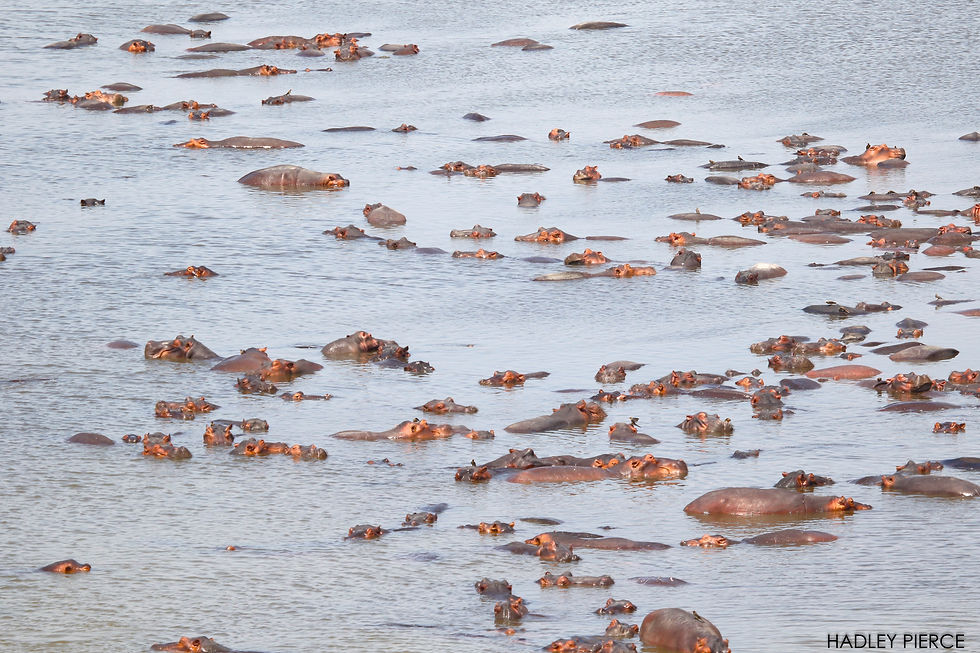 Hippo Pod