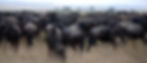 Wildebeest migration