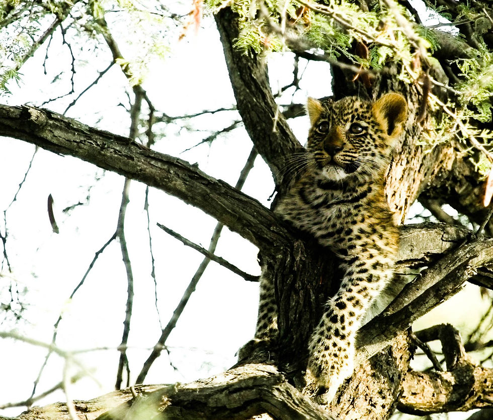 Small Male Leopard Cub