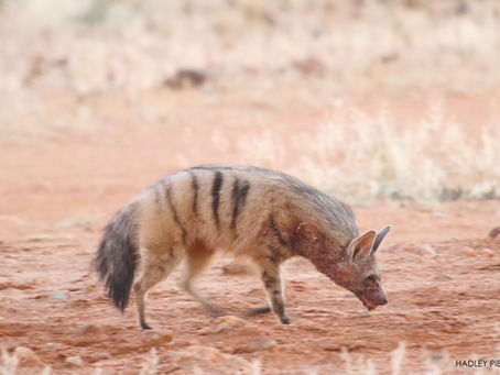 Sundowners with an Aardwolf!