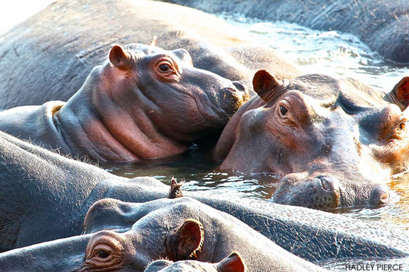 17-IBC-Hippos.jpg