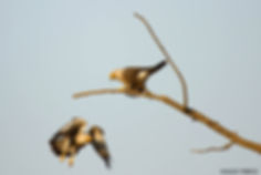 Dickinson's Kestrels, Mosi-oa-Tunya NP, Zambia