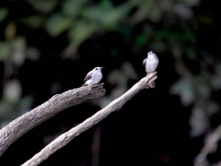The Secretive Creatures of the Congo Rainforest