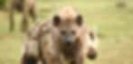 Spotted Hyena