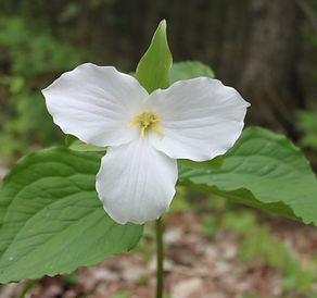 white trillium flower