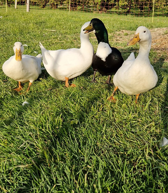 Enten