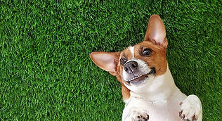 is-artificial-grass-safe-for-dogs.jpg