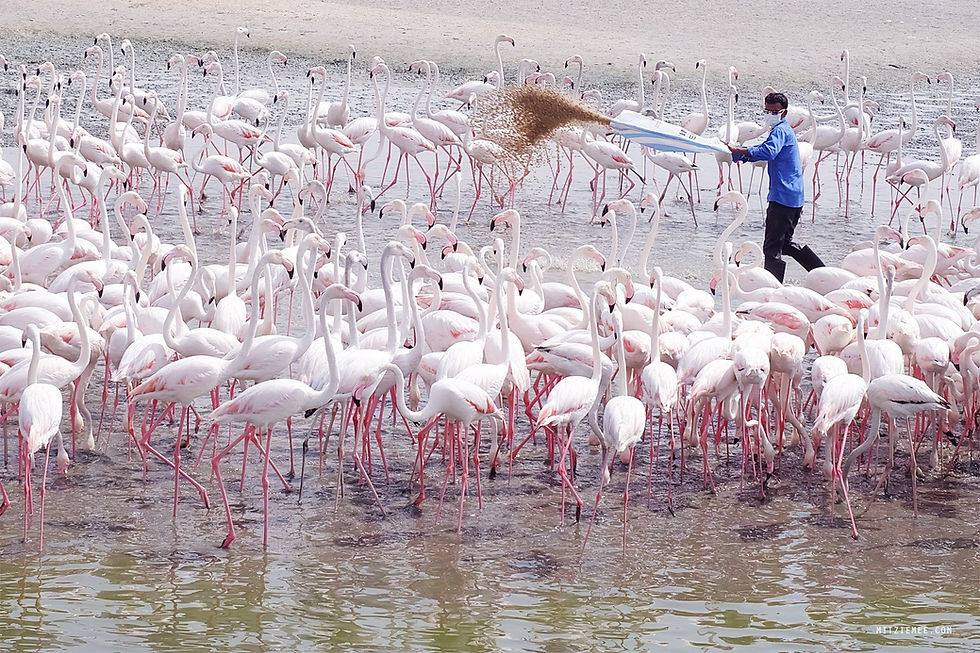 Ras Al Khor Wildlife Sanctuary