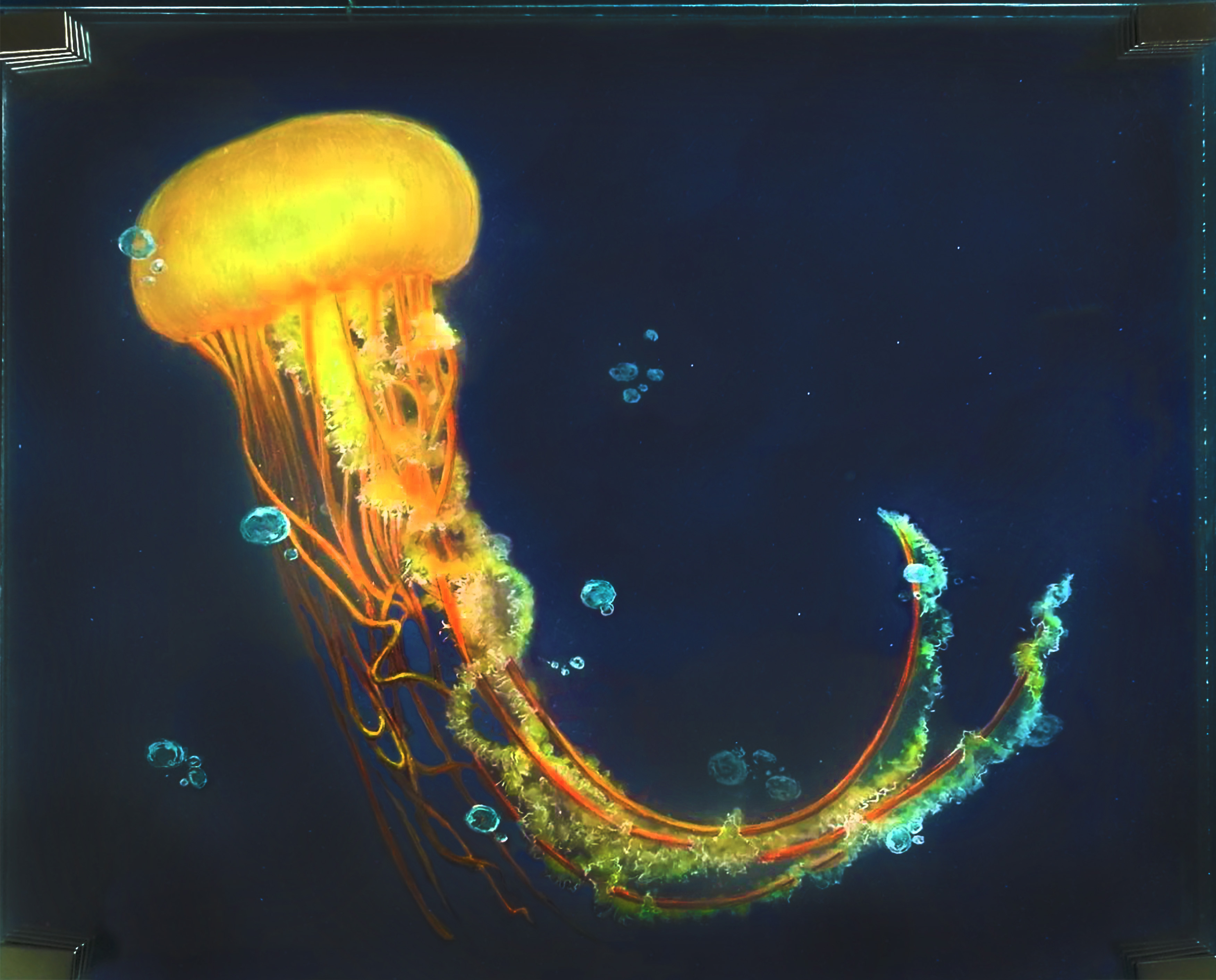 A sea nettle