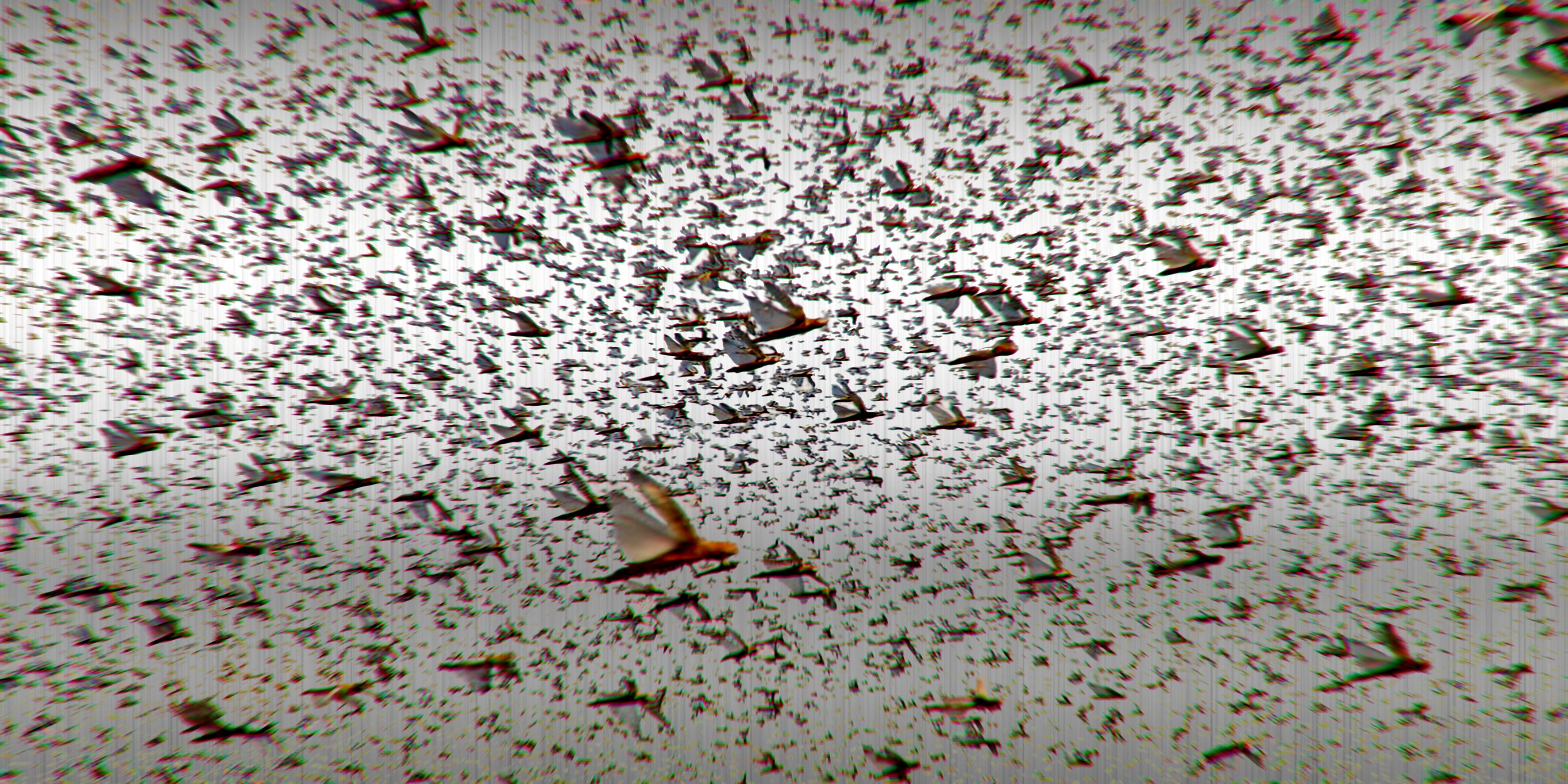 Migration no. 2 (Locusts)