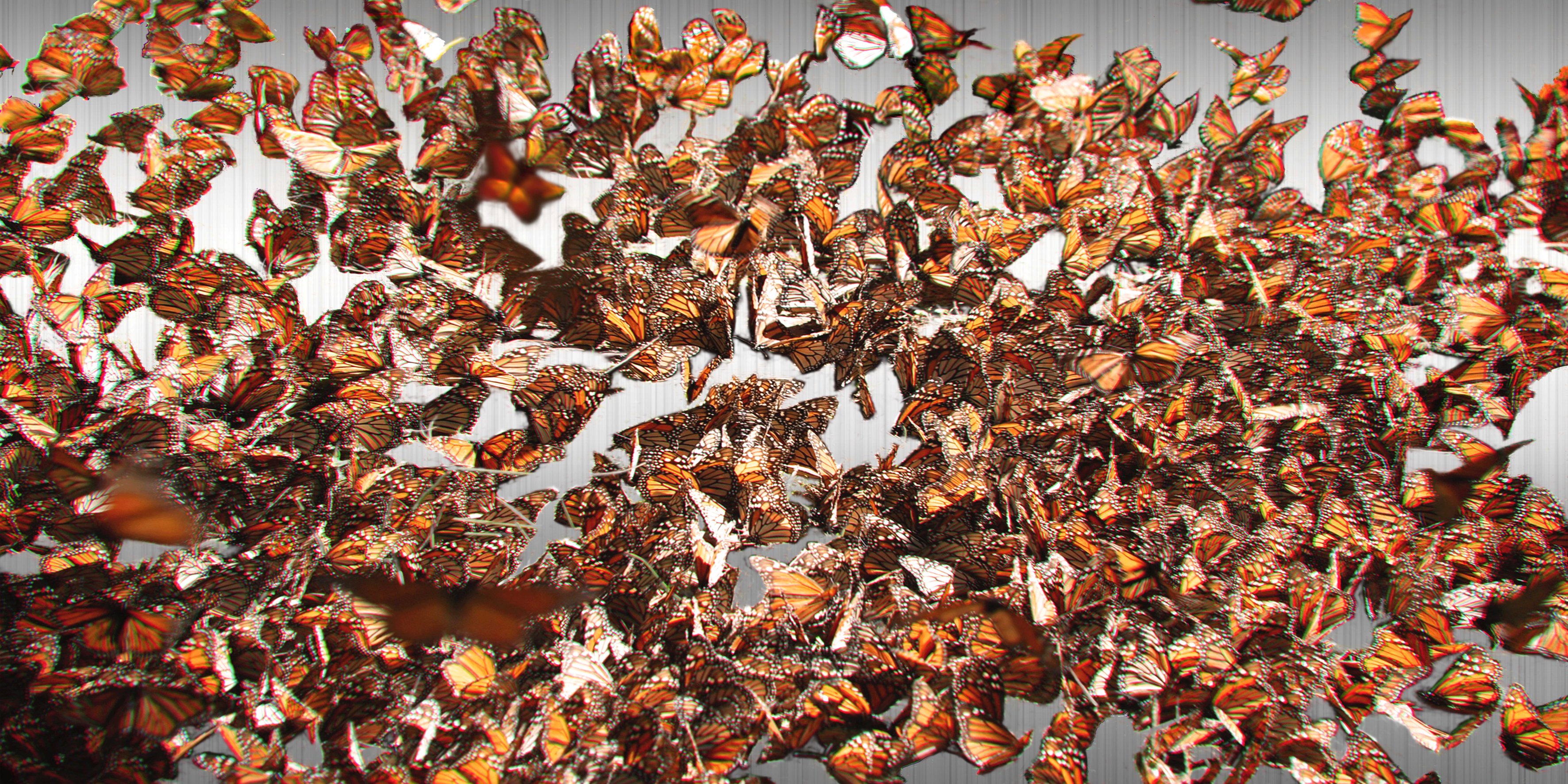 Migration n. 4 (Monarch Butterflies)
