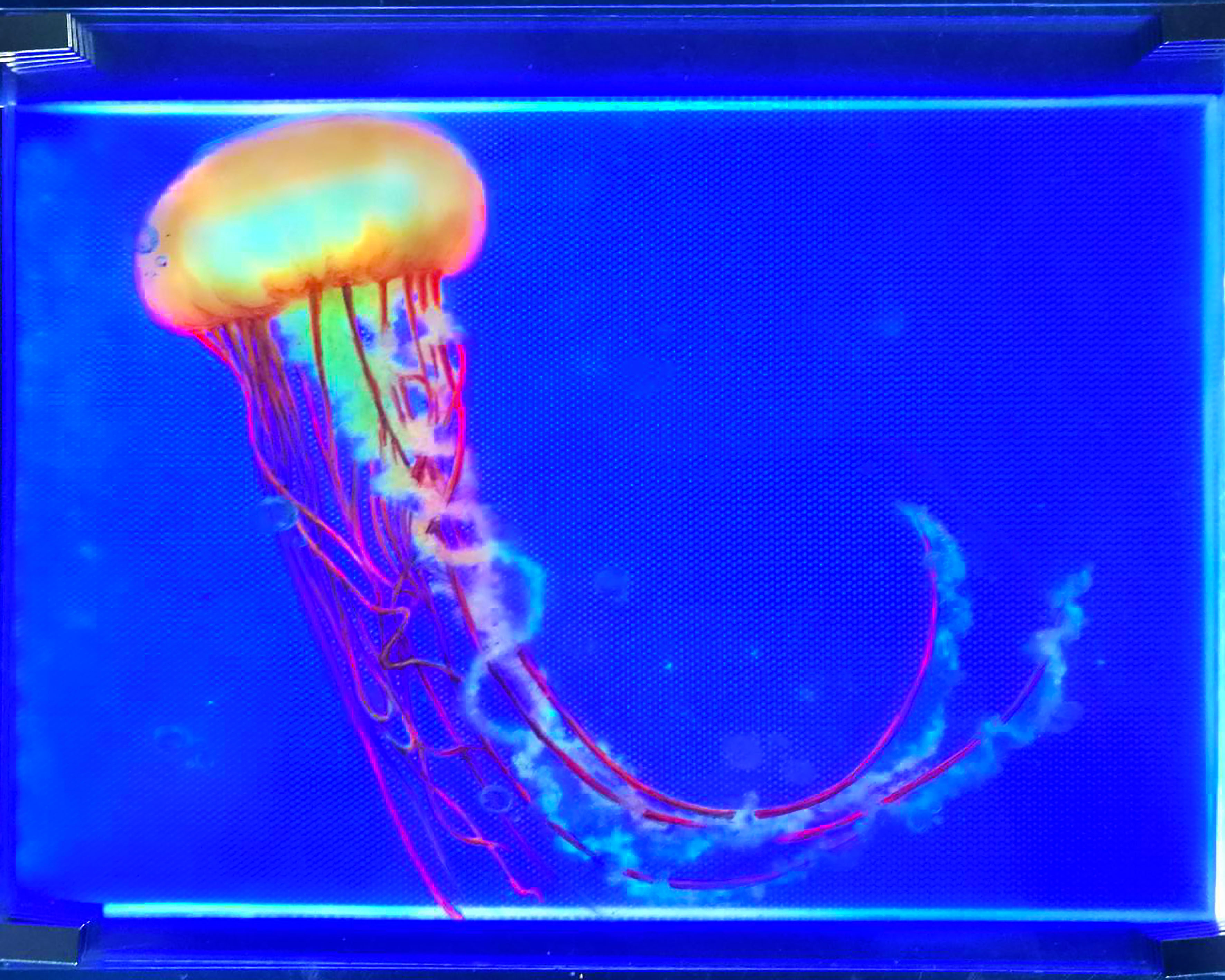 A sea nettle (with backlit)
