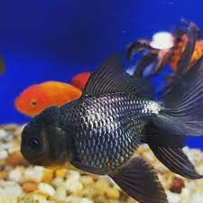 Miniatura: Kinguio Oranda blue scale grande