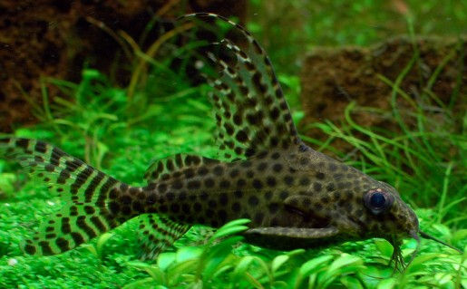 Miniatura: Synodontis Eupterus