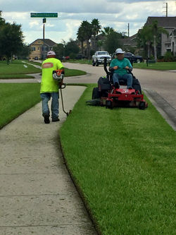 Sequoia lawn and yard care - Edging