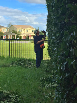 Sequoia lawn and yard care - Privacy Wall Trimming