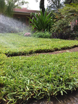 Sequoia lawn and yard care - New Sod Installation