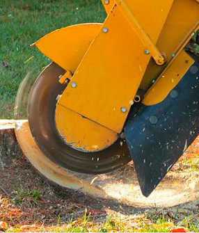 Green Bay Wisconsin Stump Grinding