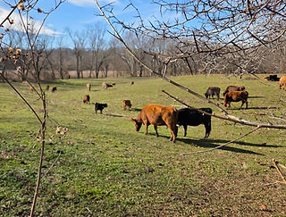 cows_flowers_edited.jpg