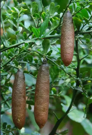 Thumbnail: Fruit Salad Trees - Finger Lime (Brown & Green)