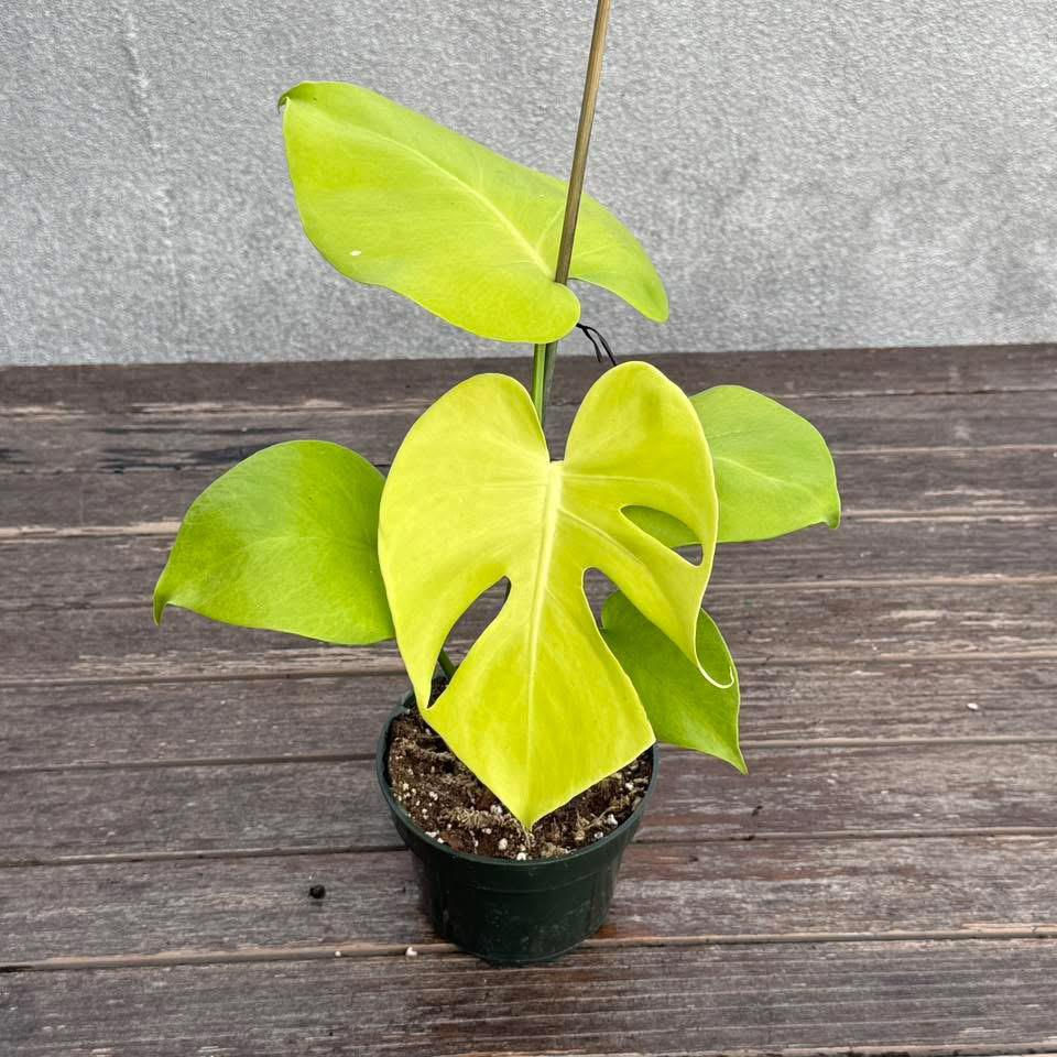 Thumbnail: Monstera Lemon/Lime