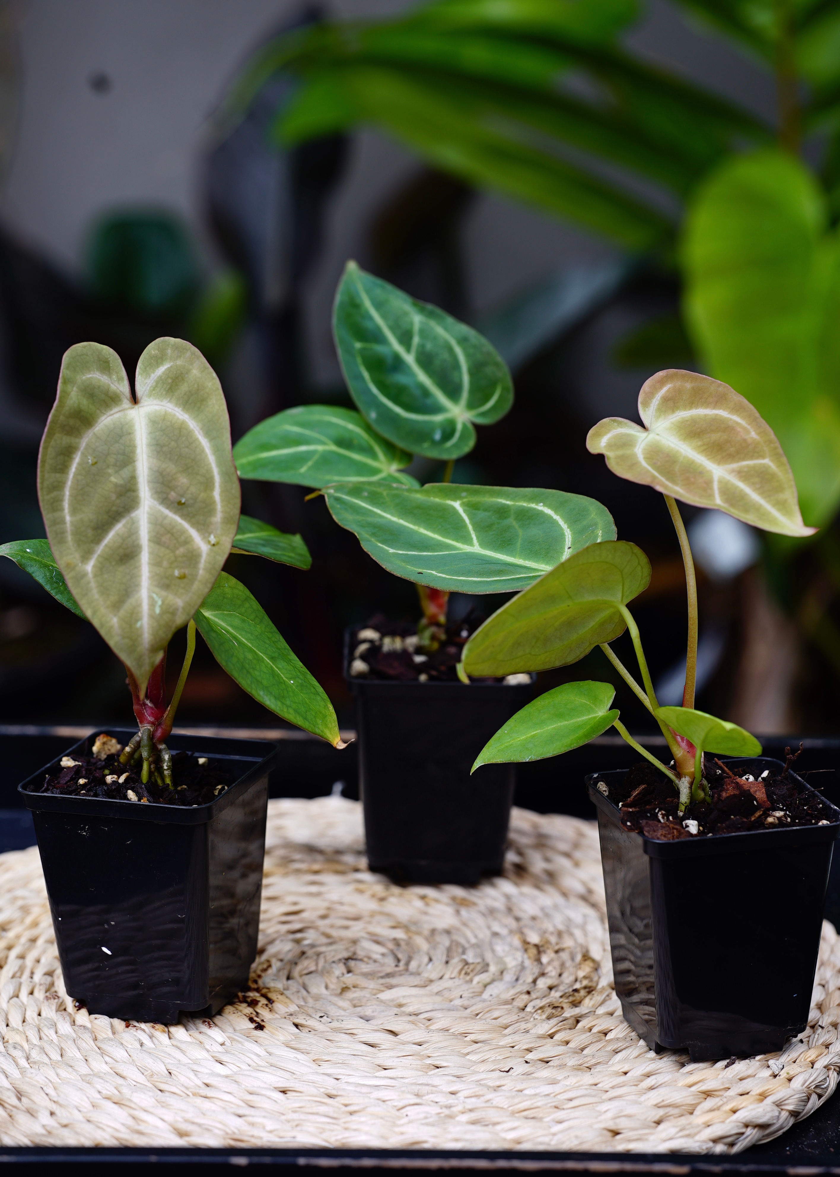 Anthurium ‘Silver Blush x Velvet Eclipse’