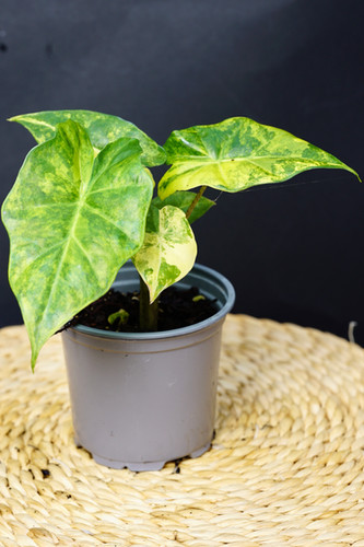 Alocasia Portora 'Aurea Variegated' | Urban Botanist