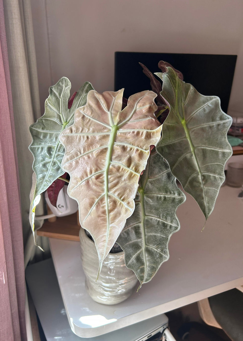 Thumbnail: Alocasia Polly ‘Pink Ghost’