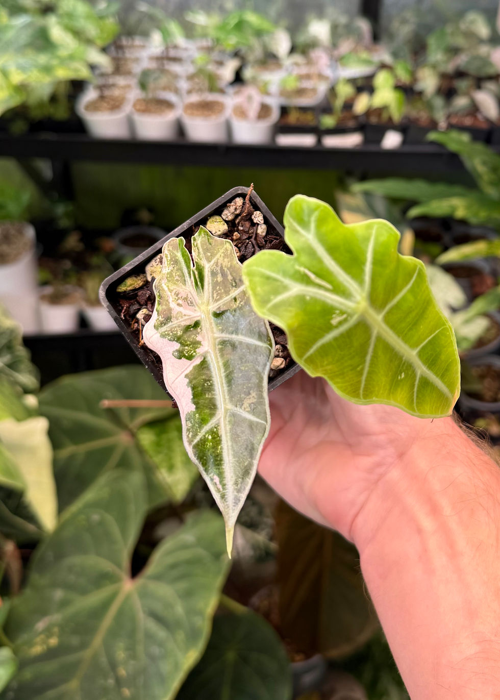 Thumbnail: Alocasia Polly ‘Snowflake’