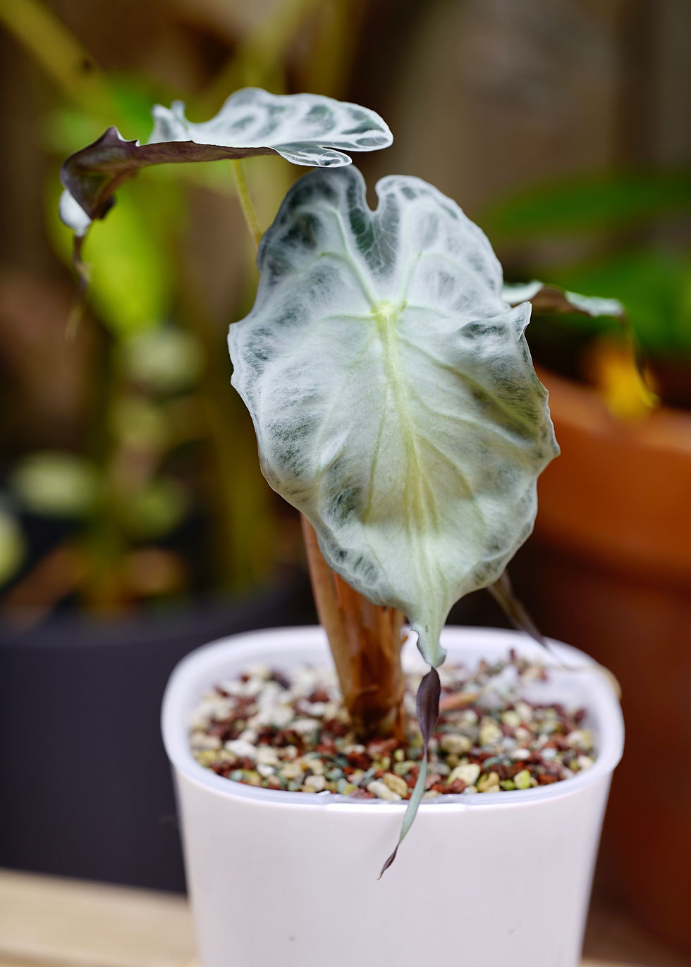 Thumbnail: Alocasia Venom .25L