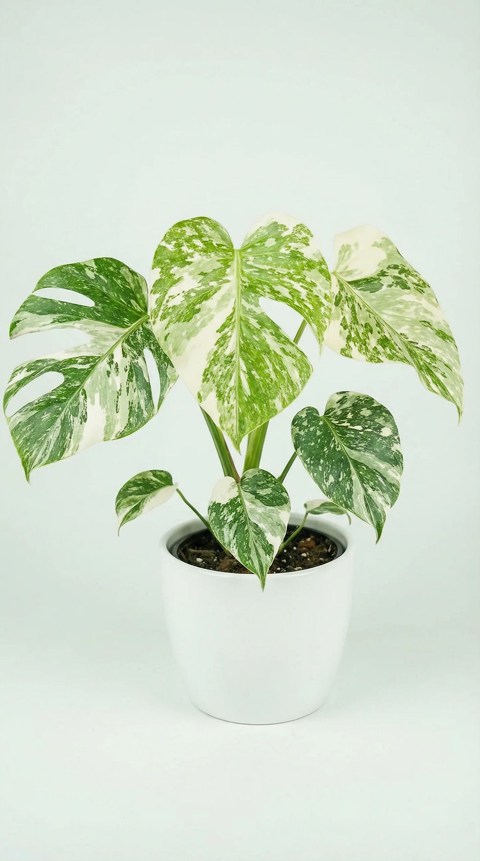 Thumbnail: Monstera ‘Cream Cheese’