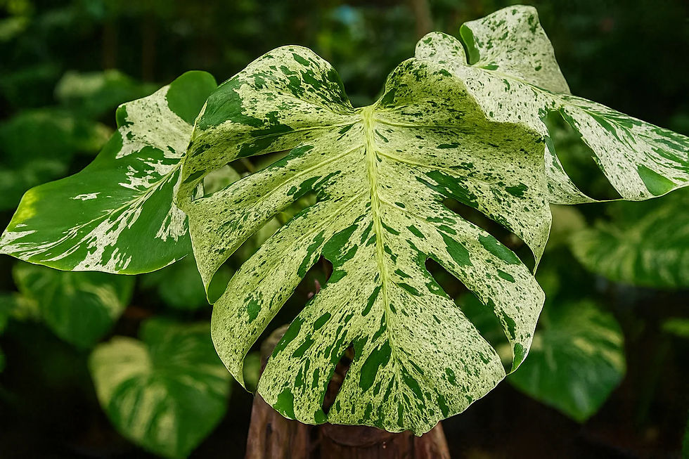 Thumbnail: Monstera ‘Bulbasaur’ 