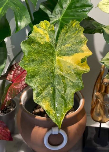 Alocasia Portora 'Aurea Variegated' | Urban Botanist