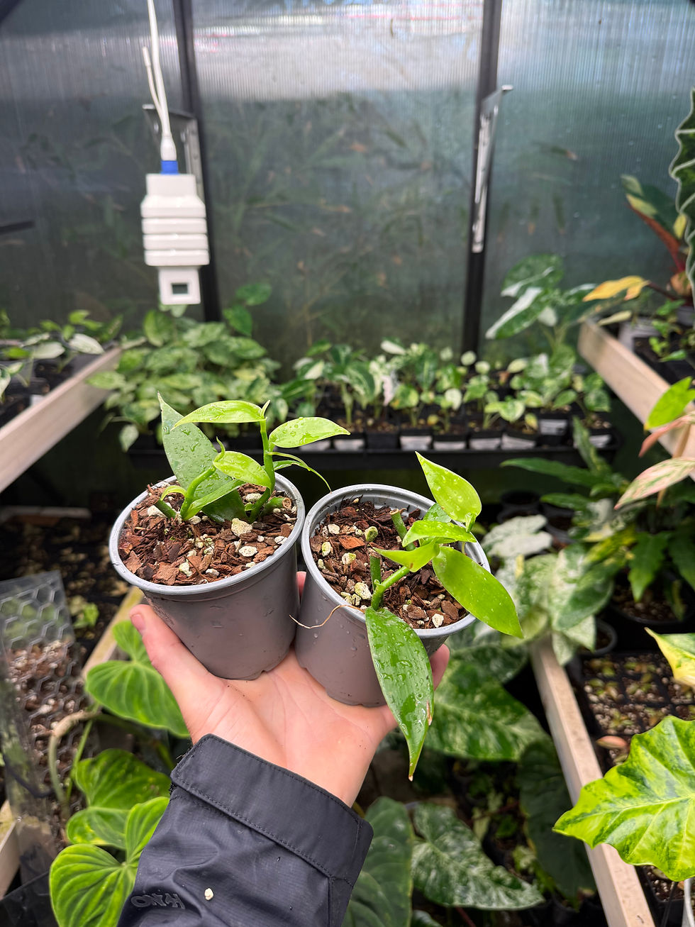 Thumbnail: Vanilla Orchid .5L